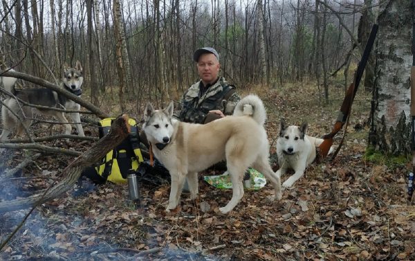 «Собаки постоянно должны работать»: егерь из Арзамасского района рассказал о своих четвероногих помощниках