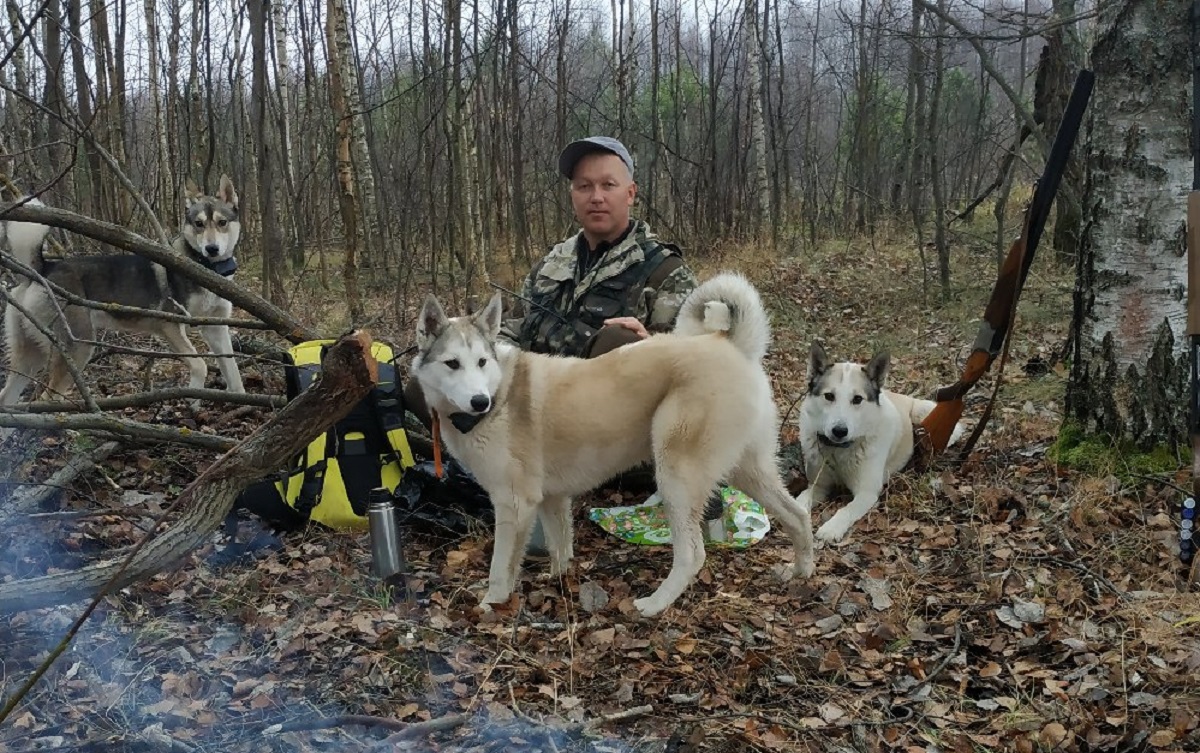 Егерь Сергей Кокорев из Арзамасского района Нижегородской области  рассказал, как работает лесником с собаками 16 сентября 2020 года |  Нижегородская правда