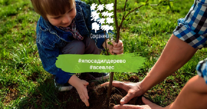 Всероссийская акция «Сохраним лес» стартовала в Нижегородской области