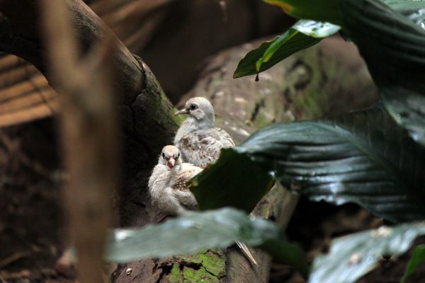 Птенцы бриллиантовой горлицы родились в зоопарке «Лимпопо»