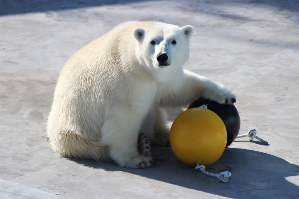 Белой медведице подарили новые игрушки в нижегородском зоопарке