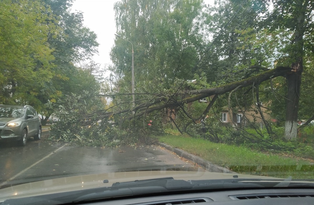 Дерево упало на дорогу