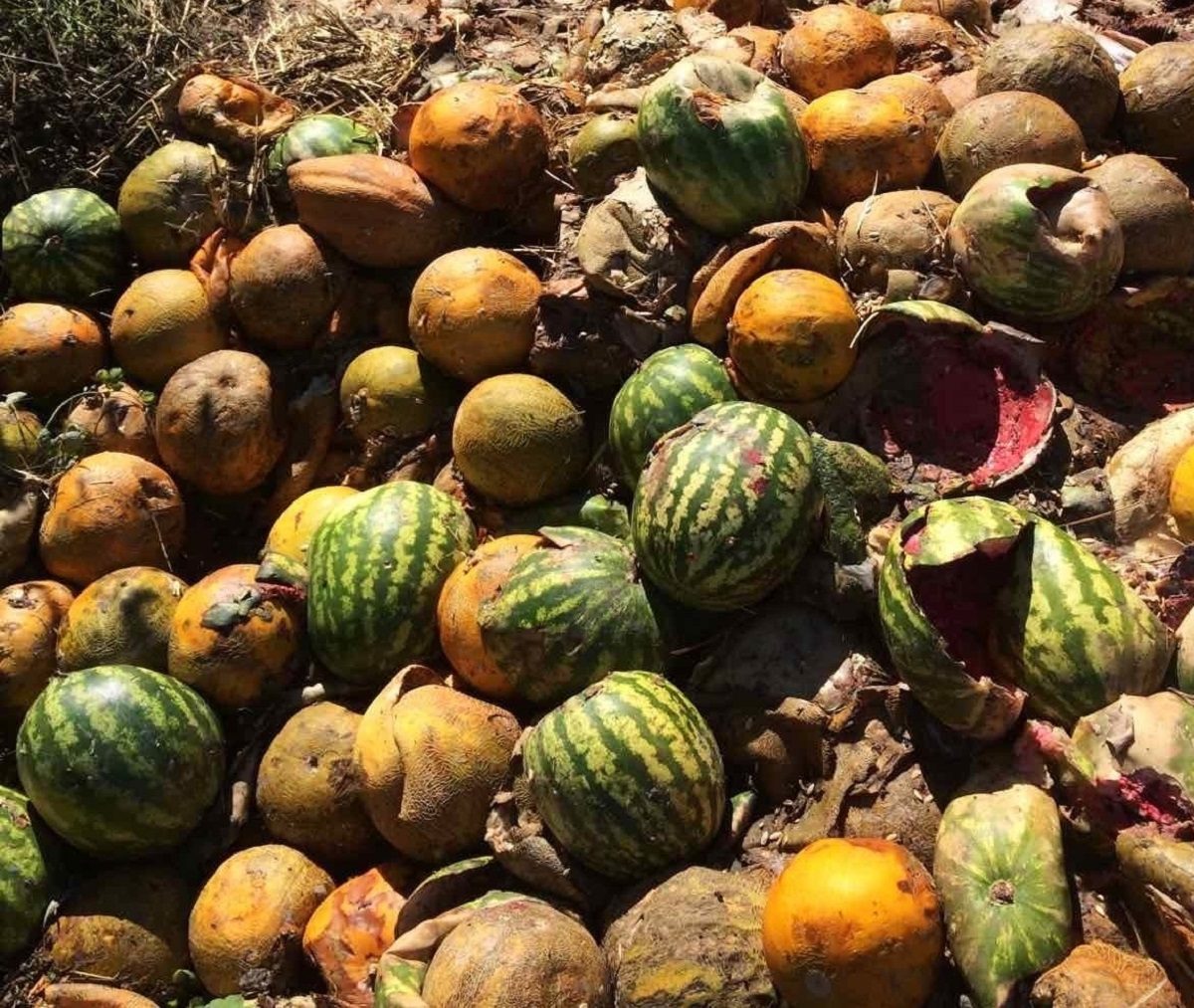 Свалку испорченных арбузов и дынь нашли местные жители в Пыре