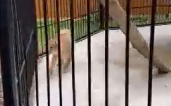 Видео дня: рысь Гоша из «Мишутки» обживается в балахнинском зоопарке