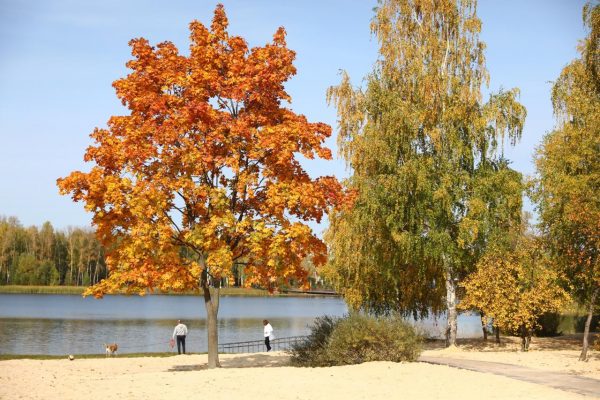 Бабье лето продолжится в Нижегородской области