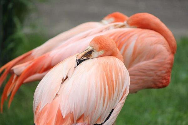 В зоопарке «Лимпопо» рассказали о серых фламинго, которые стали розовыми