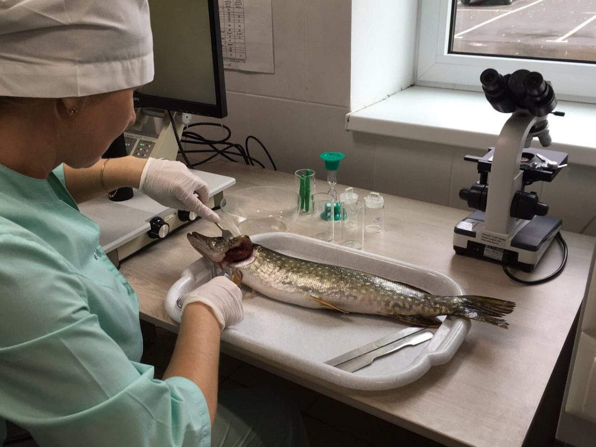 Ветеринарные специалисты провели более 18 тысяч экспертиз рыбы провели на нижегородских рынках