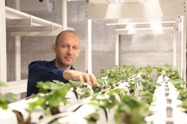«Идея на миллион»: Сергей Кириллов освоил вертикальное выращивание клубники