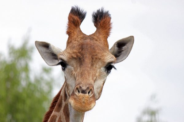 В зоопарке «Лимпопо» отпраздновали День рождения жирафы Радуги