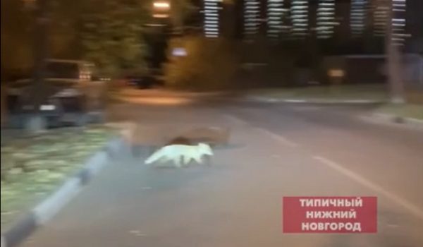 🦊 прогулялась в Советском районе Нижнего Новгорода