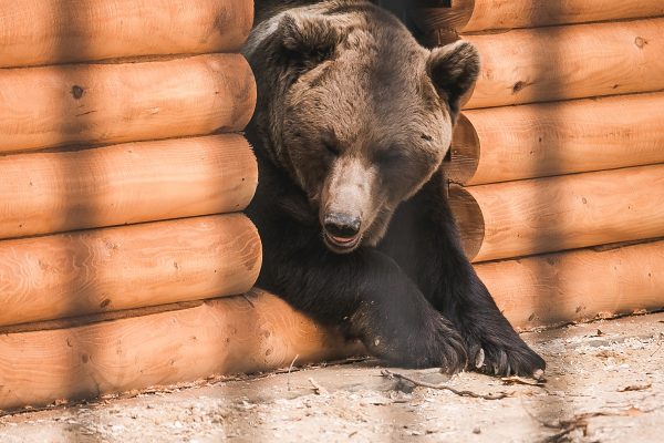 Двух волчиц и двух медведей перевезли из «Мишутки» в балахнинский зоопарк