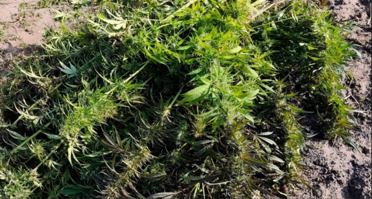 У нижегородца изъяли почти 2 килограмма конопли и 71 куст наркосодержащего растения