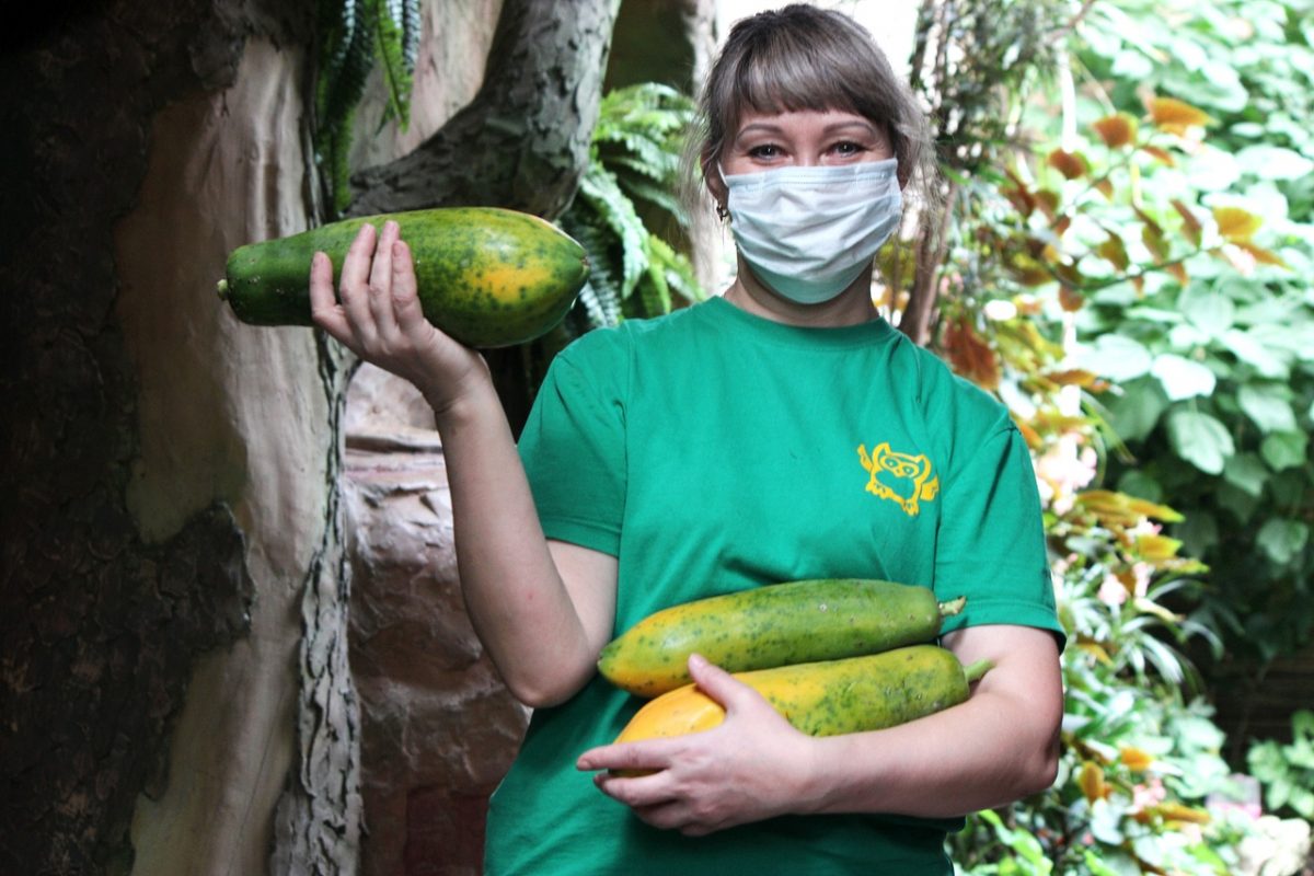 В зоопарке «Лимпопо» собрали первый урожай папайи