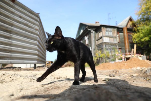Кошку с бешенством обнаружили в Лукояновском районе