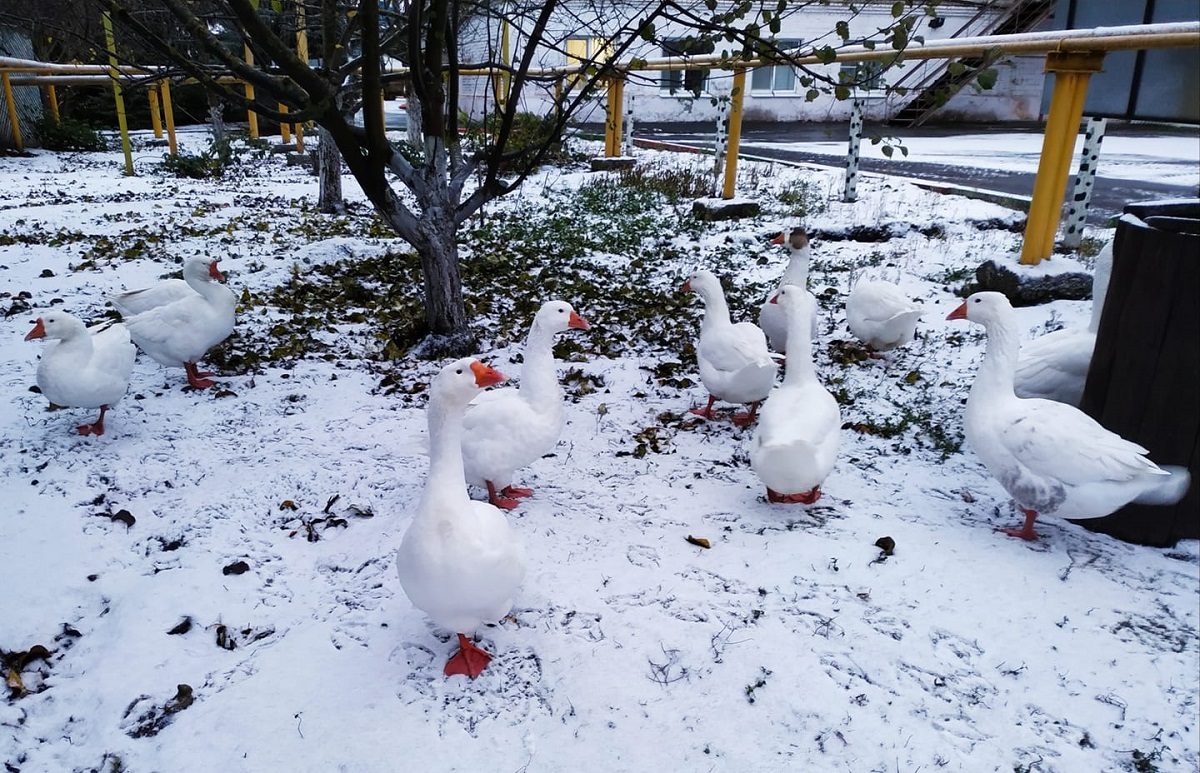 Белые гуси на белом снегу