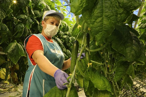 Первый урожай огурцов, выращенных под искусственным светом, сняли в агрокомбинате «Горьковский»