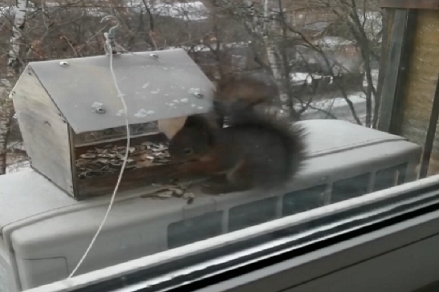 Видео дня: белка забралась в кормушку для птиц на окне многоэтажки