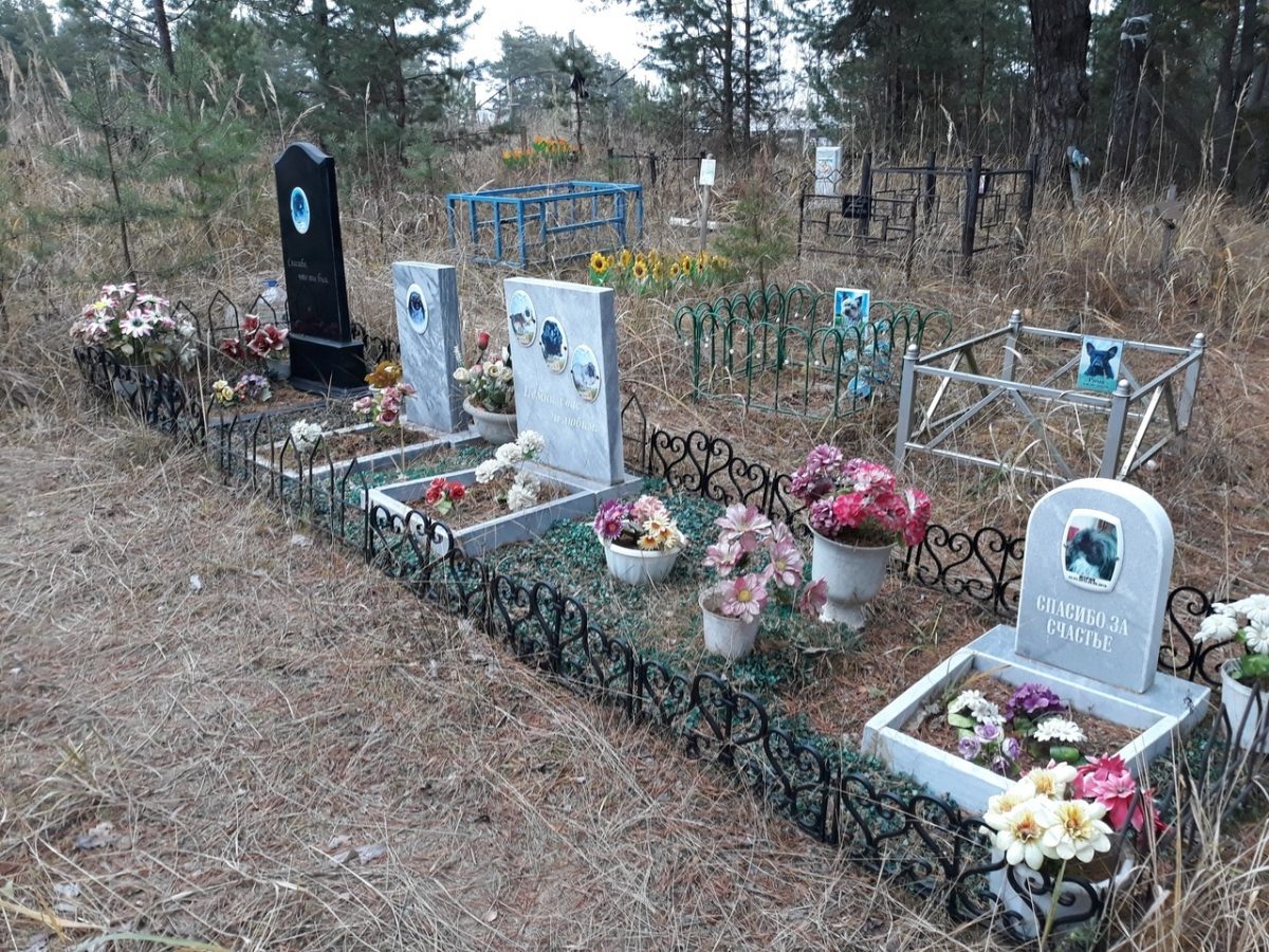 Нелегальное кладбище домашних животных появилось в окрестностях Дзержинска