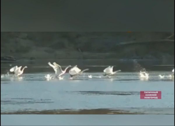 >Видео дня: Лебеди искупались в ветлужском озере