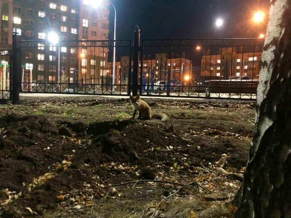Лисичка прогулялась по проспекту Гагарина