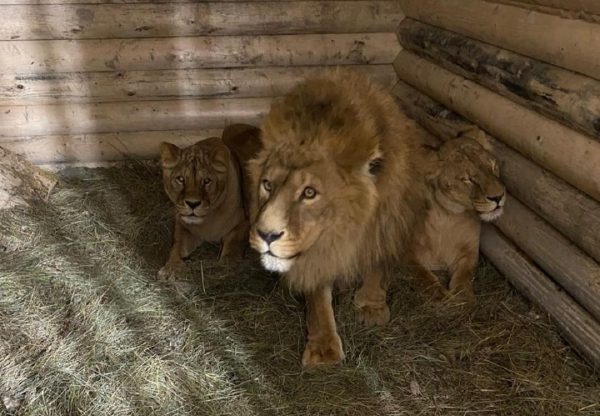 Последних обитателей «Мишутки» перевезли в балахнинский зоопарк