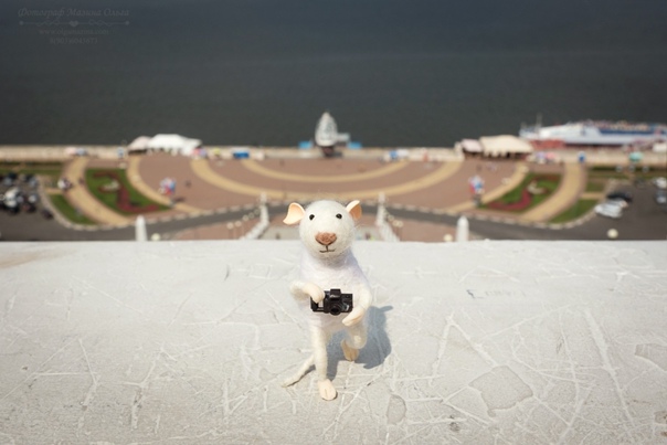 Мышка-путешественница сфотографировалась в центре Нижнего Новгорода