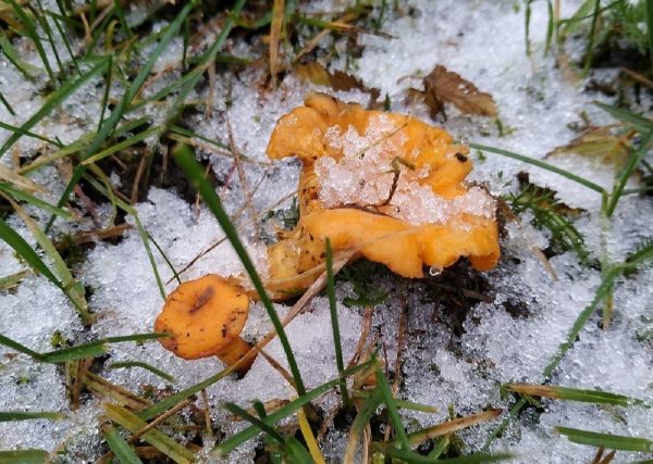 Нижегородцы нашли грибы в снежном лесу