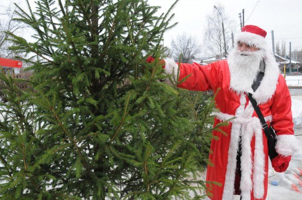 Куда нижегородцы могут сдать новогоднюю ёлку: список адресов приёма хвойных деревьев