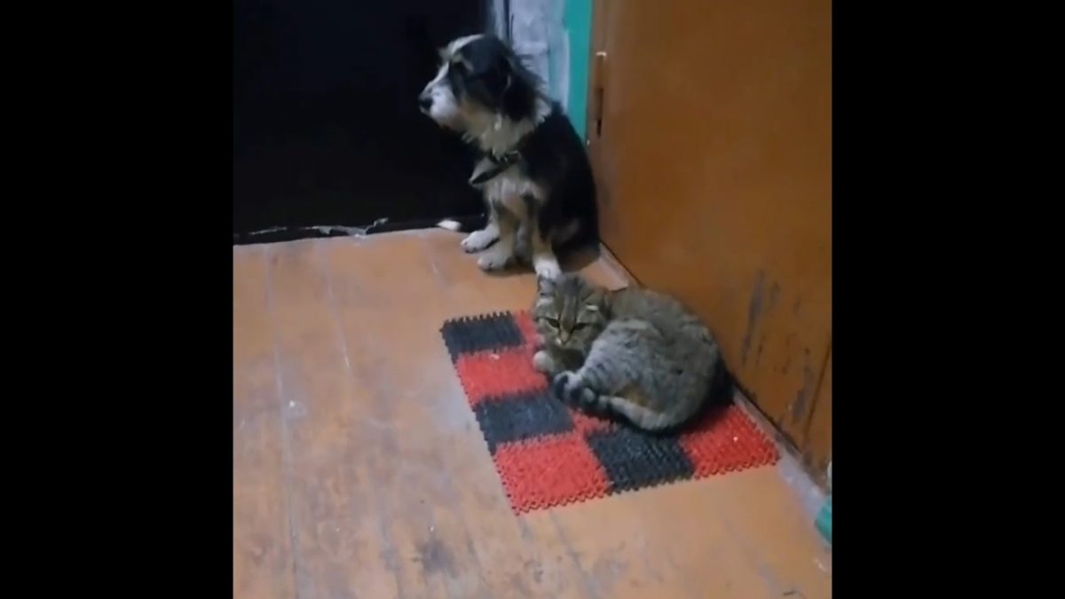 Кот и пес обрели новый дом в Дзержинске спустя два года после смерти хозяев