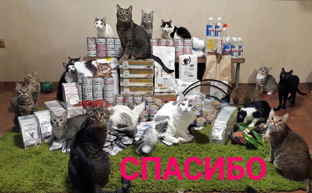 Нижегородка пожертвовала котопёсокафе более 200 тысяч рублей