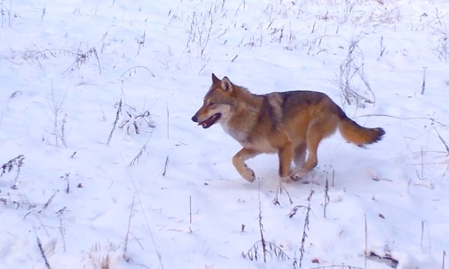 Видео дня: Волк отправился в погоню за зайцем в Керженском заповеднике