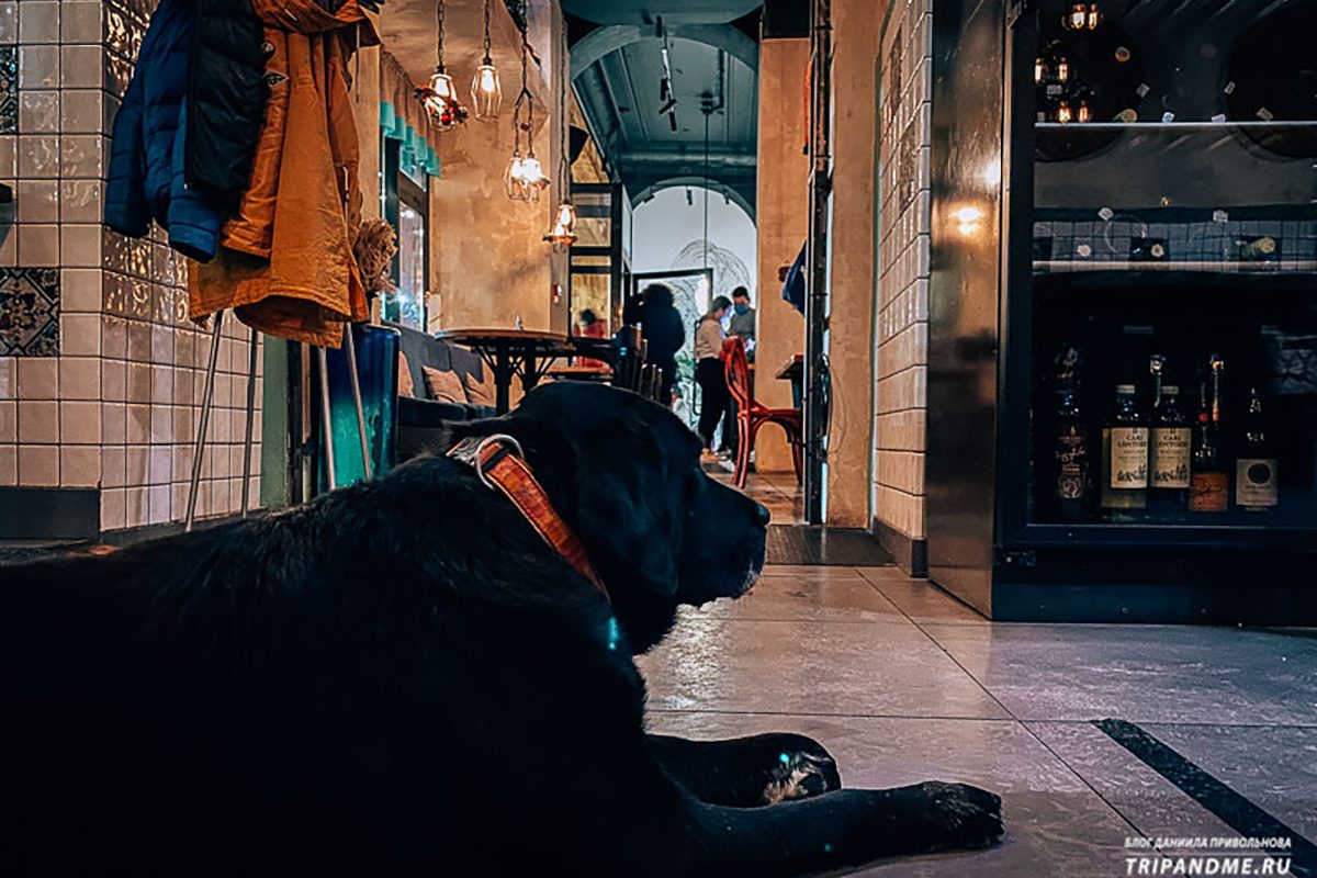 Блогер-путешественник составил список pet-friendly кафе в Нижнем Новгороде