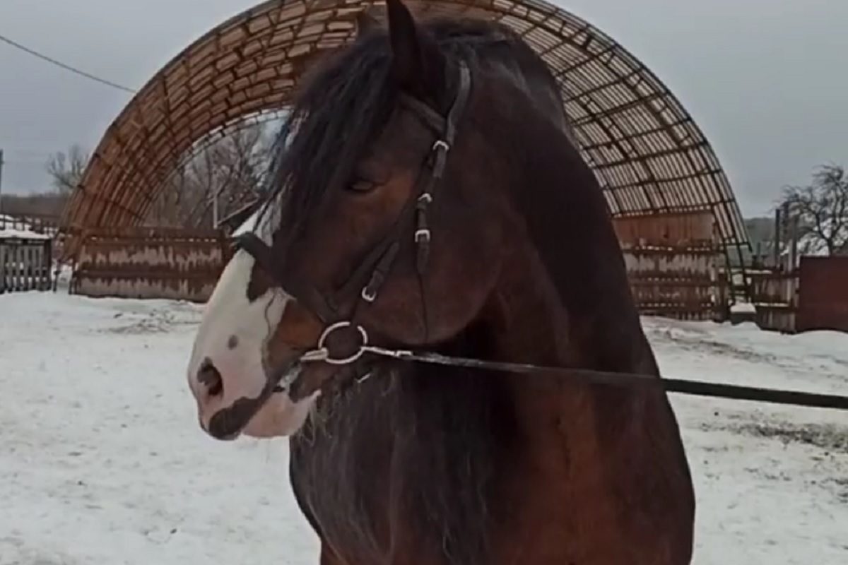Редкую породу лошадей будут восстанавливать в Нижегородской области