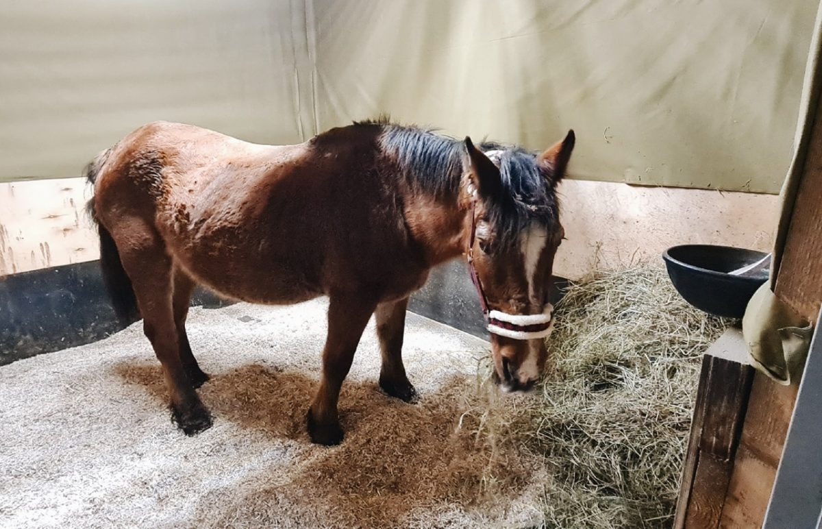 Центр реабилитации лошадей появился в Нижегородской области