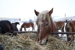 Правительство Нижегородской области поможет сохранить конный завод в Починковском районе