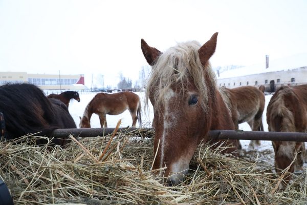 >Правительство региона поможет в восстановлении Починковского конного завода