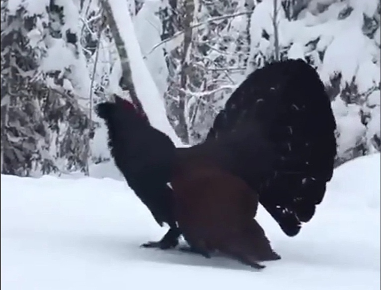 Видео дня: Глухарь красуется перед лыжником в лесу