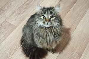 30 котов, живущих в квартире тяжелобольной нижегородки, нашли новых хозяев