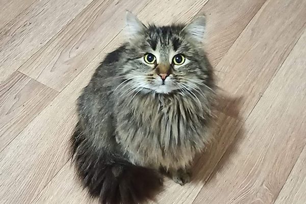 30 котов, живущих в квартире тяжелобольной нижегородки, нашли новых хозяев