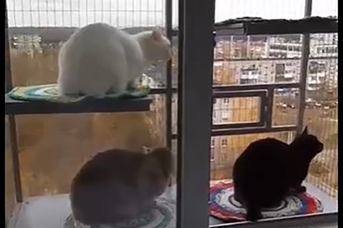 Жительница Дзержинска построила в многоэтажке балкон для кошек