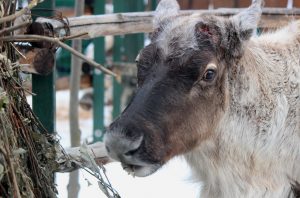 Фото дня: Северный олень сбросил рога в нижегородском зоопарке «Лимпопо»