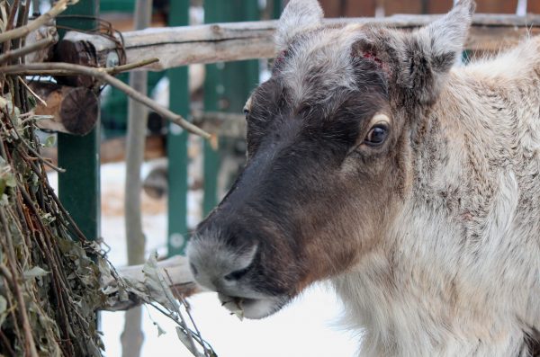 Северный олень сбросил рога в нижегородском зоопарке «Лимпопо»