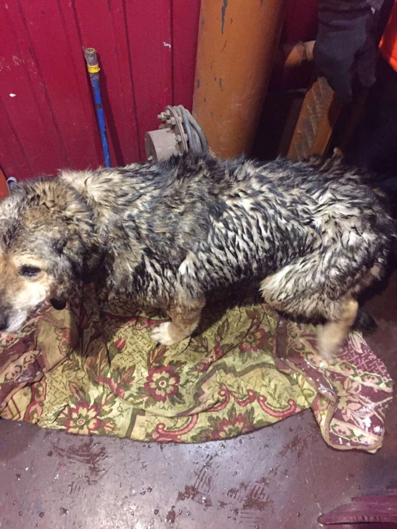 Нижегородские пожарные спасли тонущую собаку