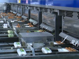 Цену на&nbsp;самую востребованную категорию яиц планируется зафиксировать в&nbsp;Нижегородской области