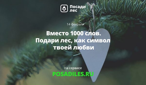 Укорени свою любовь: нижегородцы могут подарить именной лес своим вторым половинкам на 14 февраля