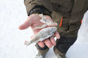 В Нижегородской области возбуждено 15 уголовных дел о незаконной ловле&nbsp;рыбы