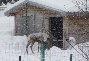 Фото дня: в Керженском заповеднике появился «единорог»