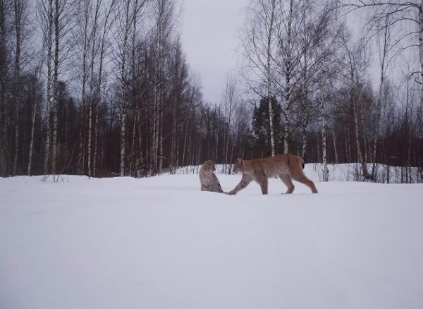 Рысь с котятами поймали «фотоловушки» Керженского заповедника