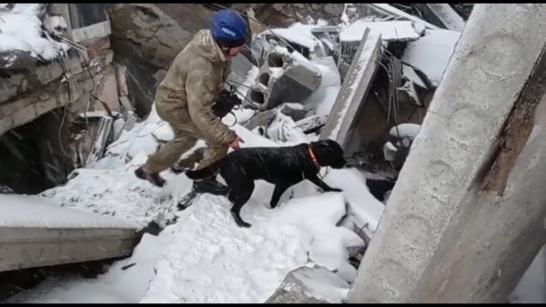 Кинологи с собаками ищут возможных пострадавших под завалами после хлопка газа на Мещерском бульваре