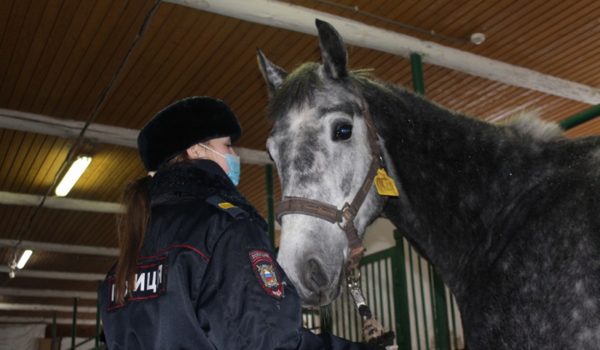 Почти 10 млн рублей потратит нижегородская полиция на содержание лошадей в 2023&nbsp;году